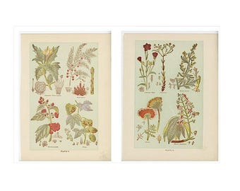 c. 1903 MEDICINAL PLANTS prints - original antique botanical prints - herbal medicine prints -  botanical lithographs - set of 2 -
