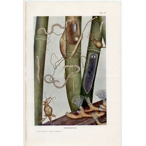 c. 1910 FRESH WATER life - original antique print - hydra print - bamboo print - worms, slugs, underwater animals print