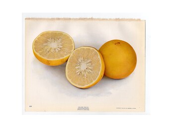 c. 1900 GRAPEFRUIT lithograph • original antique print • citrus print • gardening • grapefruits print • fruits & vegetables • food print