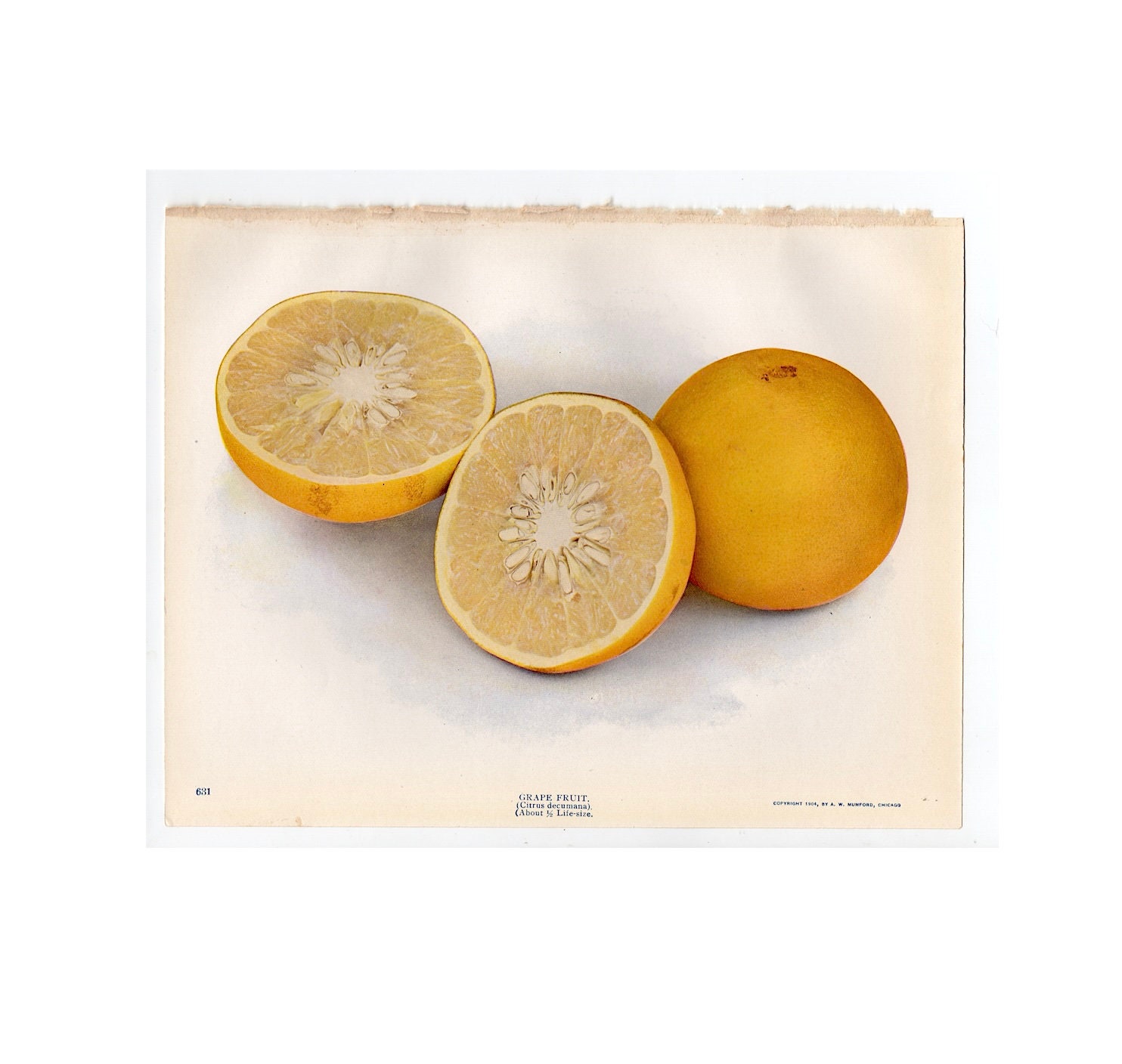 Antique 1904 Illustrated Grape Fruit (Citrus Decumana) Lithograph Antique 1904 Illustrated Grape Fruit (Citrus Decumana) Lithograph