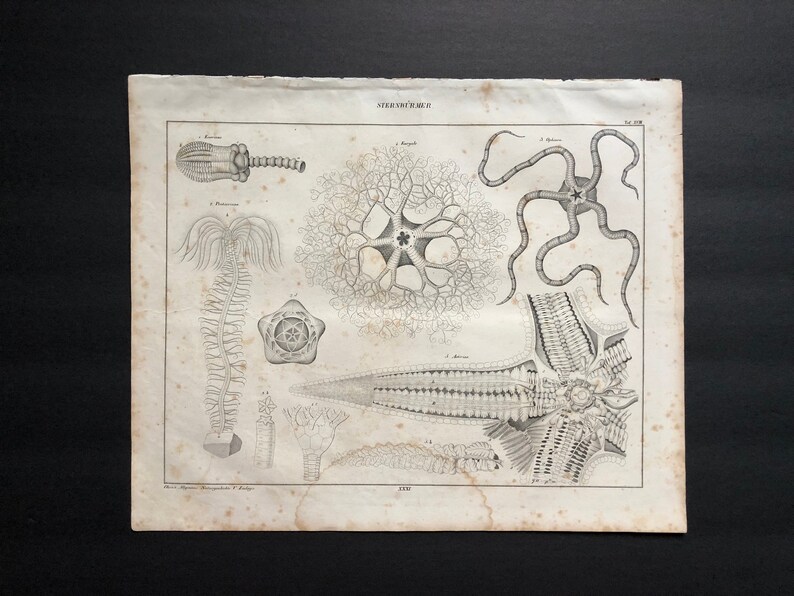1843 ANTIQUE STARFISH PRINT sea star anatomy C marine animal echinoderm print starfish anatomy original antique print