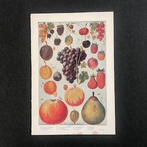 c. 1946 ASSORTED FRUITS lithograph - original vintage print • botanical print - fruit print - pears, apples,grapes, berries, currant...