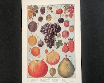 ASSORTED FRUITS lithograph -c. 1946  original vintage print • botanical print - fruit print - pears, apples,grapes, berries, currant...