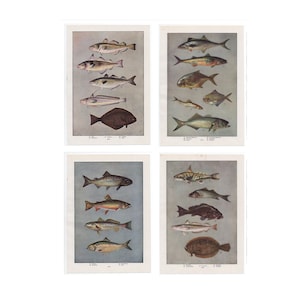 c. 1911 ANTIQUE FISH PRINTS • set of 4 original antique prints - seafood prints - cod halibut bass mackerel salmon trout smelt