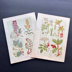 c. 1906 MEDICINAL PLANT lithographs • set of 2 original antique prints • botanical • flowers • medicinal herbs •