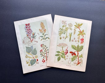 c. 1906 MEDICINAL PLANT lithographs • set of 2 original antique prints • botanical • flowers • medicinal herbs •