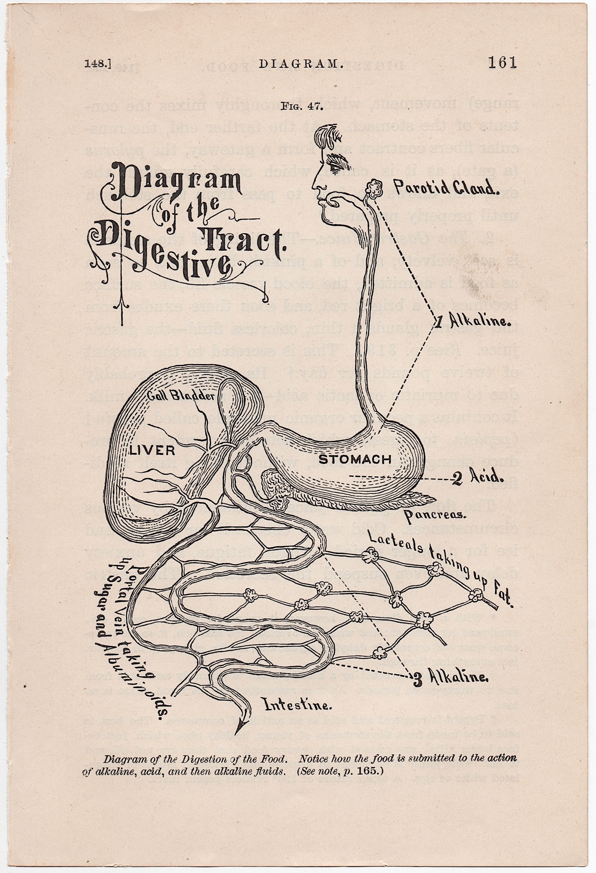C. 1884 DIGESTIVE SYSTEM PRINT - Antique Human Anatomy Print ...