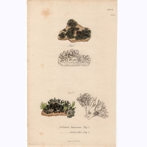 c. 1806 SOWERBY SEAWEED engraving • original antique print • marina flora print • algae print •  aquatic plant print • green seaweed print