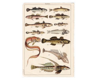 FISH-lithografie c. 1901 • originele antieke prints • zeedierenprint •