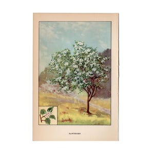 c. 1930 HAWTHORN TREE lithograph • original vintage print • tree print • plant print • botanical print • trees print