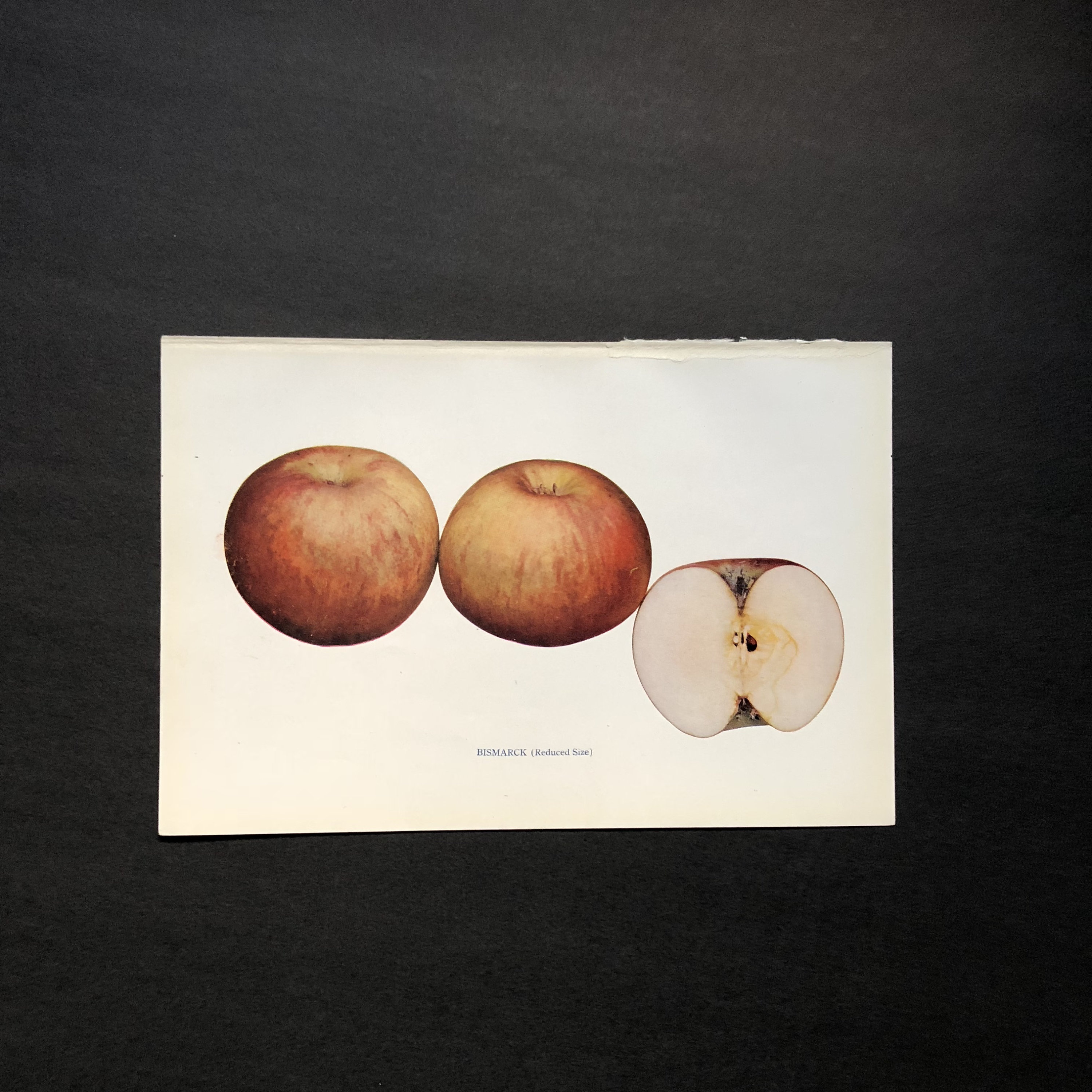 1905 ANTIQUE APPLE PRINT Original Antique Fruit Lithograph