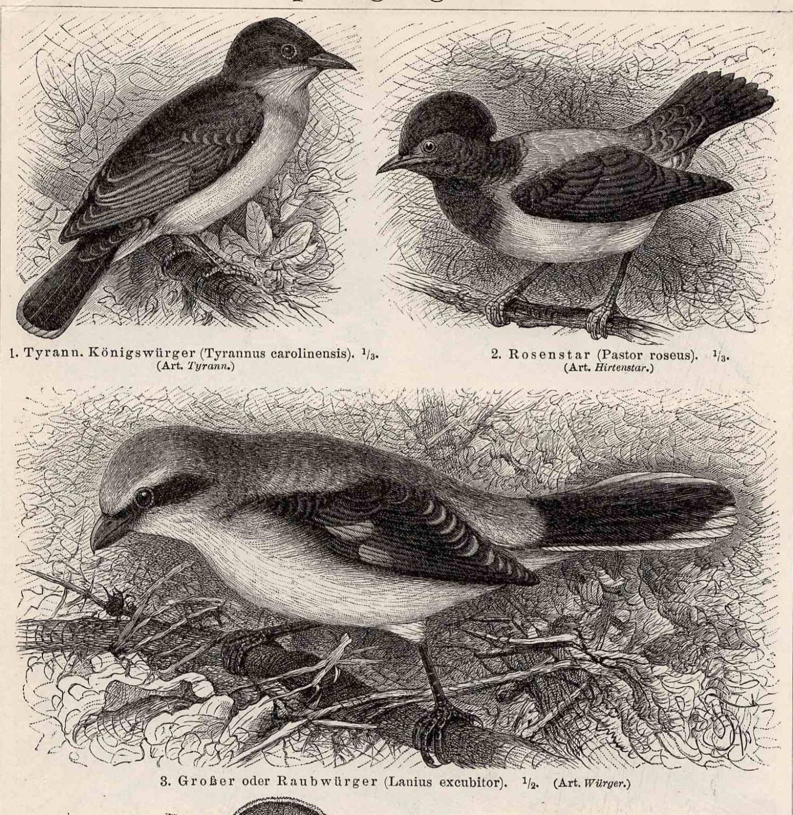 Webervögel. Lithografie von 1890