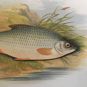 1879 roach fish print original antique sea life ocean marine animal print by houghton image 2