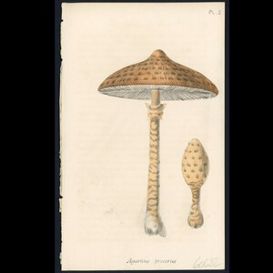 c. 1862 PARASOL MUSHROOM lithograph • original antique print • toadstool • fungi print • edible mushroom • fairy ring • agaricus procerus