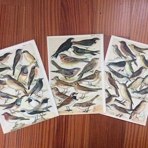 ca. 1904 ANTIQUE BIRD LITHOGRAPHS - original antike Vogel Drucke - Ornithologie Drucke - verschiedene Vögel - Singvögel - Satz von 2 Drucke
