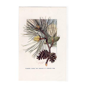 Puede incluir: Ilustración botánica de una rama de pino de Córcega, con flores, conos y agujas. La imagen tiene un borde cuadrado. El texto en la parte inferior dice: FLOWERS, CONES, AND NEEDLES OF CORSICAN PINE.