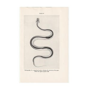 May include: A black and white vintage print featuring a radiograph of a copperhead snake skeleton. The image is labeled PLATE 76 at the top and includes the text: Radiograph of a copperhead snake, showing the numerous ribs upon which the legless reptiles walk.