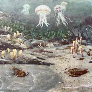C. 1960 UNDERWATER PREHISTORIC LANDSCAPE Lithograph Original - Etsy