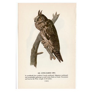 c. 1950 LONG EARED OWL lithograph • original vintage print • Audubon print • bird of prey • nocturnal bird print • antique owl print