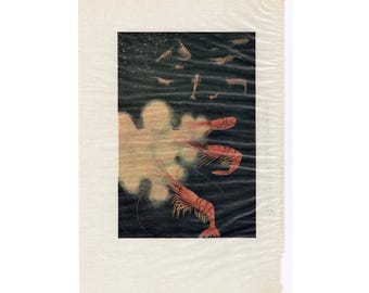 LUMINOUS SHRIMP print c. 1934 - original vintage print • crustacean print - ocean print - sea life print -  luminescent marine life