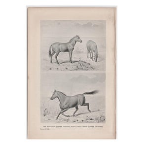 c. 1892 PREHISTORIC HORSES lithograph • original antique print • prehistoric animals • paleo art • Hipparion • extinct!