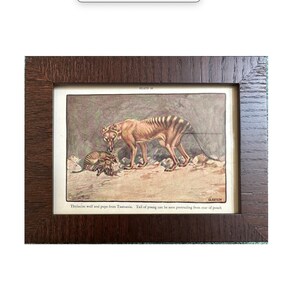 EXTINCT! c. 1934 THYLACINE lithograph • framed original vintage print • Australian animal • marsupial  • Tasmanian tiger • Tasmanian tiger