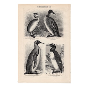 c. 1894 ANTIQUE PENGUINS lithograph • original antique print •  swimming birds print • penguin grebe loon auk - shore birds pelican tern