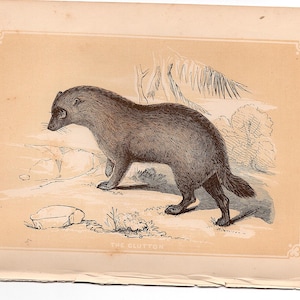 WOLVERINE print c.1853 • original antique print • wild animal print • Bicknell print • antique animal print • woodblock engraving