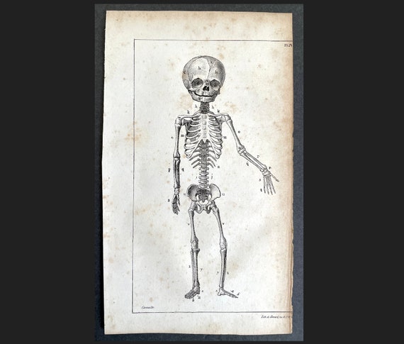 FETUS SKELETON Lithograph C. 1835 • Original Antique Print • Fetal