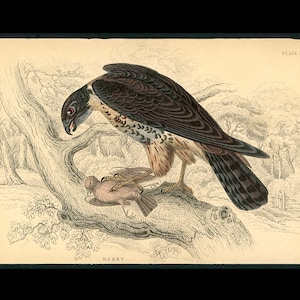 May include: A detailed illustration of a brown and gray hobby bird perched on a tree branch with a smaller bird in its talons. The image is labeled "HOBBY" and "PLATE 3."