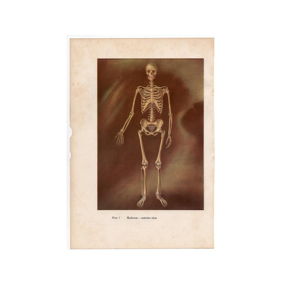 C 1951 SKELETON Lithograph • Original Vintage Print • Human Anatomy ...