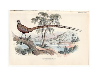 May include: A vintage-style color illustration of a Reeves's pheasant perched on a tree branch. The bird has a long, patterned tail. The background depicts a landscape with a lake, trees, and mountains. The text reads PLATE XXIII and REEVES'S PHEASANT.