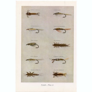 c. 1963 - NYMPHS - FLY FISHING lithograph - original vintage print - fresh water fishing angling - trout salmon bass bait - fly tying flies