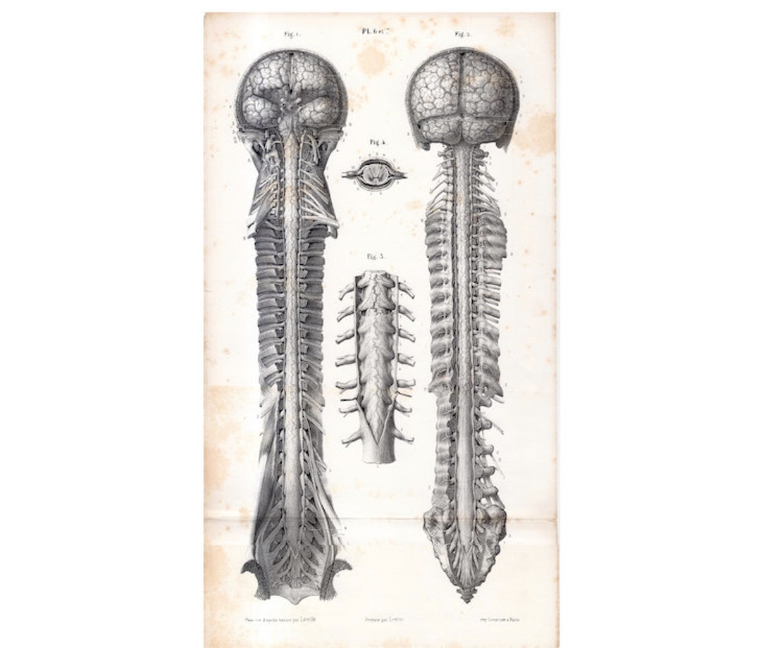 C. 1866 NERVOUS SYSTEM Lithograph • Original Antique Print • Human ...