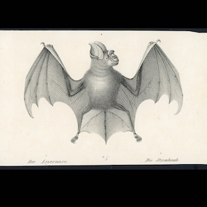 C. 1824 BATS lithograph • original antique print • chiroptera print • pipestrello • bat print • vampire print • chauve souris • roussette