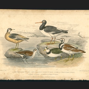 c. 1859 SHORE BIRDS engraving • original antique print • Goldsmith hand colored engraving • bird print • waterbirds • oyster catcher ..