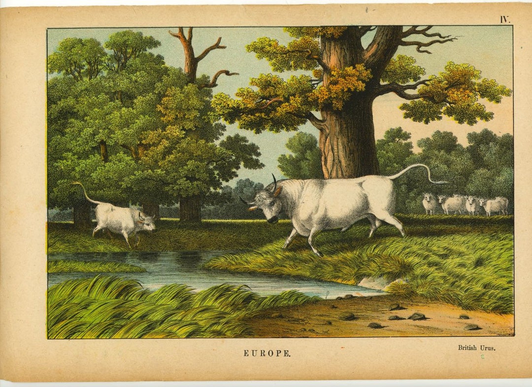 C. 1878 OX CATTLE Lithograph Antique Print of Europe Animals Antique