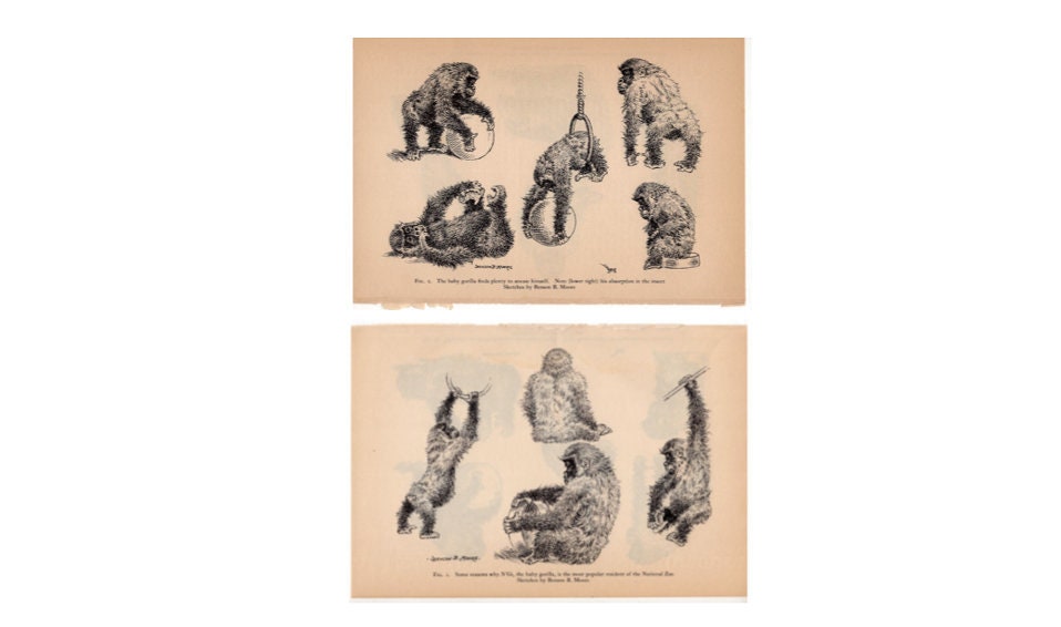 c. 1934 ANIMAL SKETCHES GORILLA lithographs - vintage animal prints - Zoo animals from National Zoological Park - baby gorilla prints
