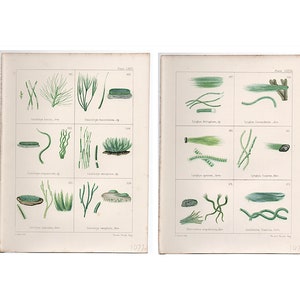 c. 1872 GREEN SEAWEED prints • original antique prints • marine botanicals • phycology prints • marine algae • British Sea-Weeds • set of 2