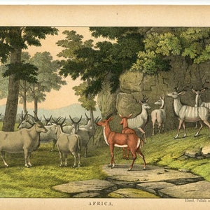 May include: An illustration of various animals from Africa, including Eland, Pallah, and Koodoo. The animals are depicted in a natural setting with trees and rocks. The illustration is in a vintage style with detailed line work and muted colours.