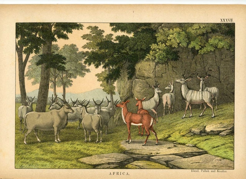 May include: An illustration of various animals from Africa, including Eland, Pallah, and Koodoo. The animals are depicted in a natural setting with trees and rocks. The illustration is in a vintage style with detailed line work and muted colours.