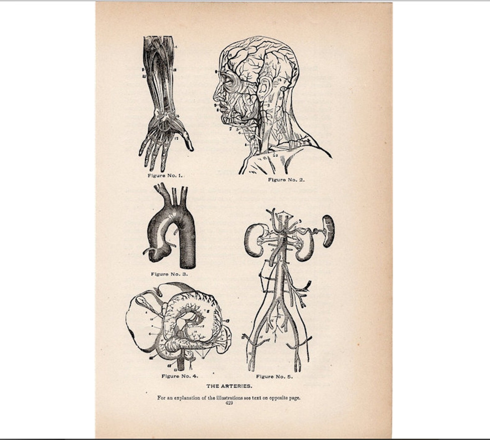 ARTERIES ANATOMY Antique Print C. 1901 • Original Antique Lithograph ...