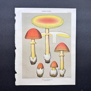 May include: An illustration of five different types of edible fungi, including a red and yellow mushroom with a white stem, a red and yellow mushroom with a white stem, a red and yellow mushroom with a white stem, a red and yellow mushroom with a white stem, and a red and yellow mushroom with a white stem. The illustration is titled "Edible Fungi".