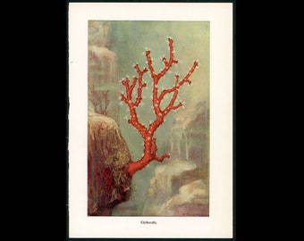 c. 1884 RED CORAL lithograph - original antique print • sea life print - marine invertebrate print - ocean animal print - aquarium print