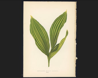 c.1872 ANTIQUE LEAF PRINT - botanical lithograph - original antique print by Lowe - leaved plant horticulture leaves foliage -