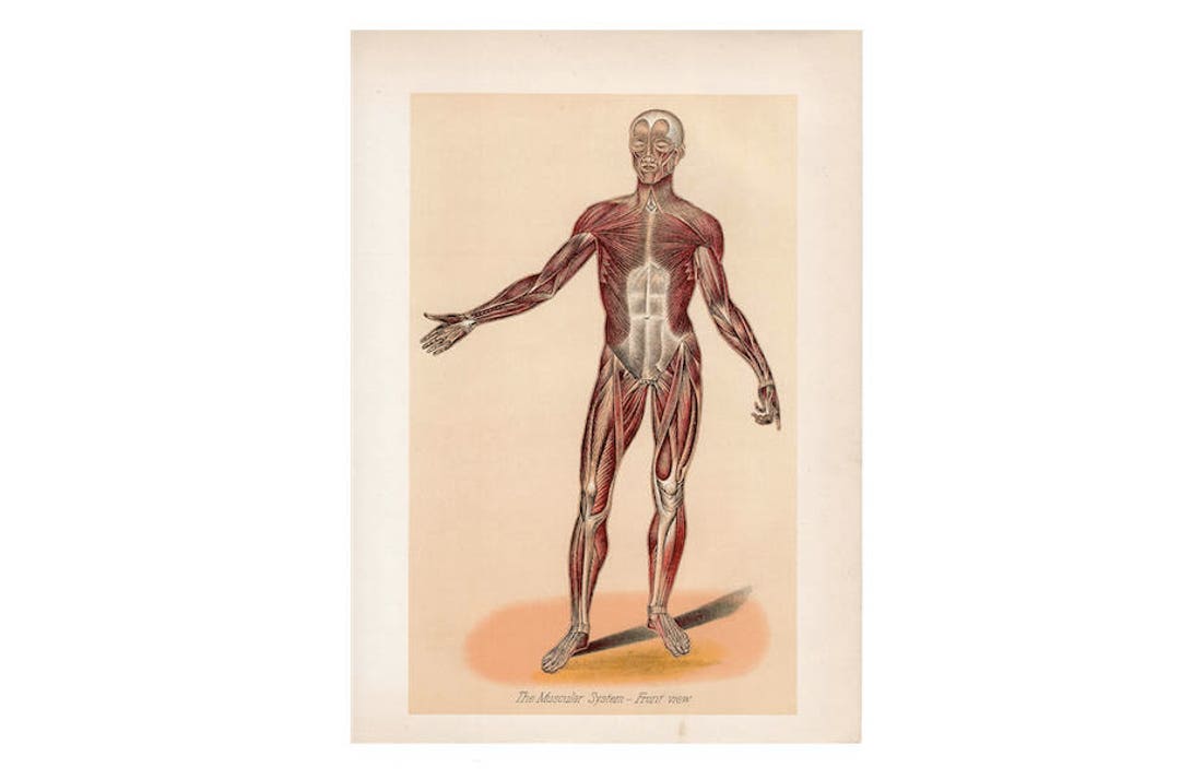 C. 1901 HUMAN ANATOMY MUSCLES Lithograph • Original Antique Print ...