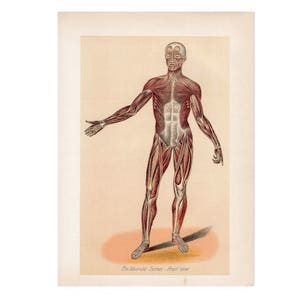 c. 1901 HUMAN ANATOMY MUSCLES lithograph  • original antique print • anatomy print of muscular system • medical illustration