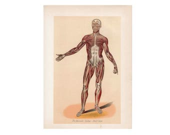 H. 1901 MENSCHLICHE ANATOMISCHE MUSKEL Lithographie • anatomischer Druck • Anatomie des Körpers • medizinische Illustration
