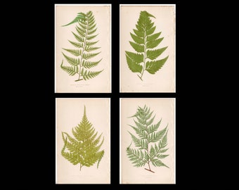 c. 1872 FERN lithographs • set of 4 original antique prints • Lowe botanical print • green ferns print • fern frond print • fern print