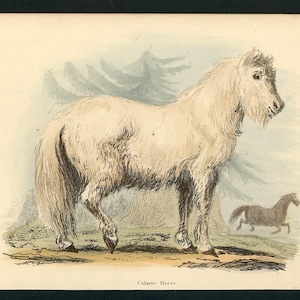 c. 1854 CALMUC HORSE etching • original antique print • ungulate print •  equine print • little Russian horse • hand colored